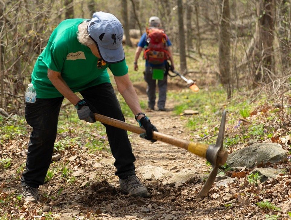 A person is using a pickaxe to dig a hole in the woods.