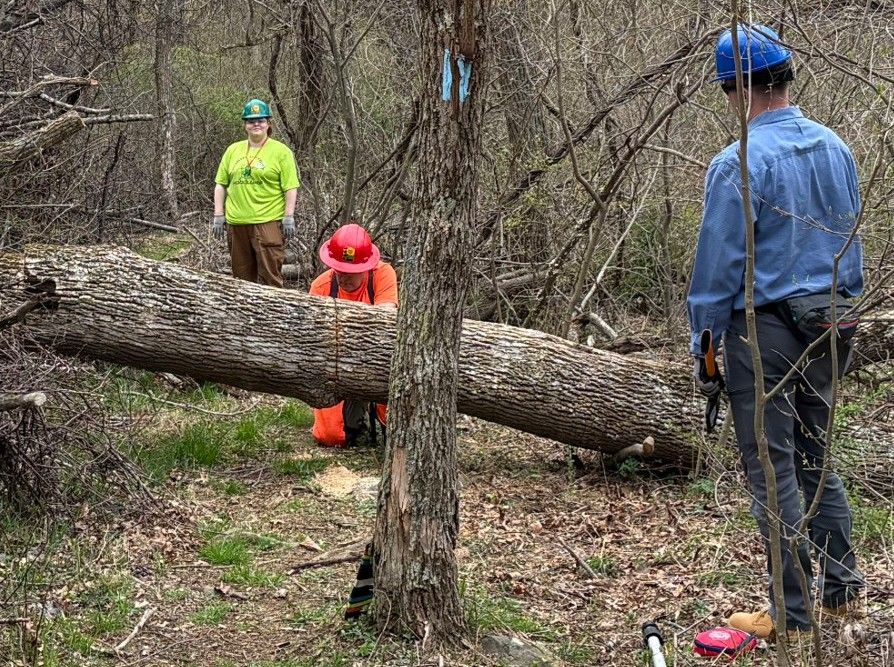 A group of people are standing around a large log in the woods.