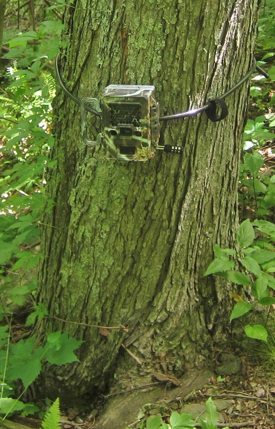 A camera is attached to a tree in the woods.