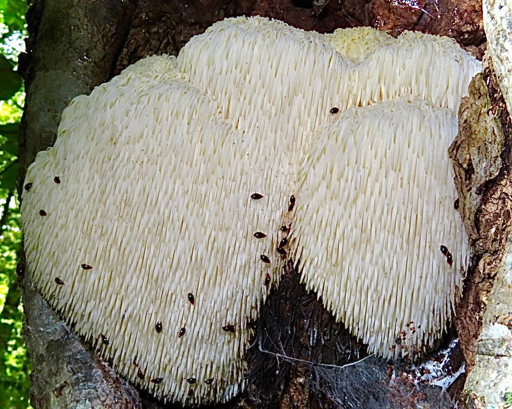 A large white mushroom is growing on the side of a tree