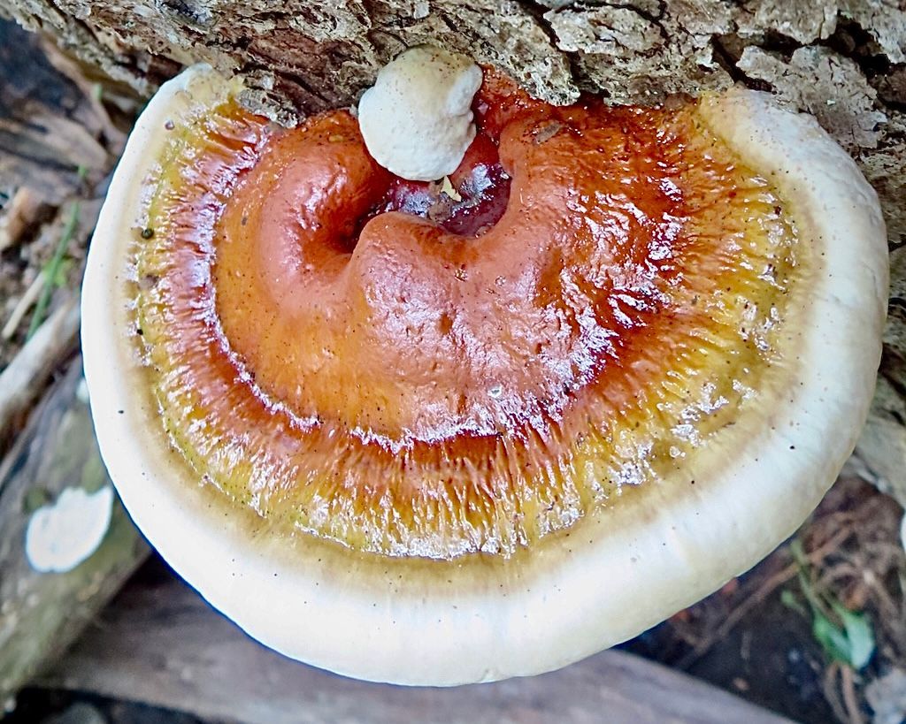 A close up of a mushroom growing on a tree trunk.