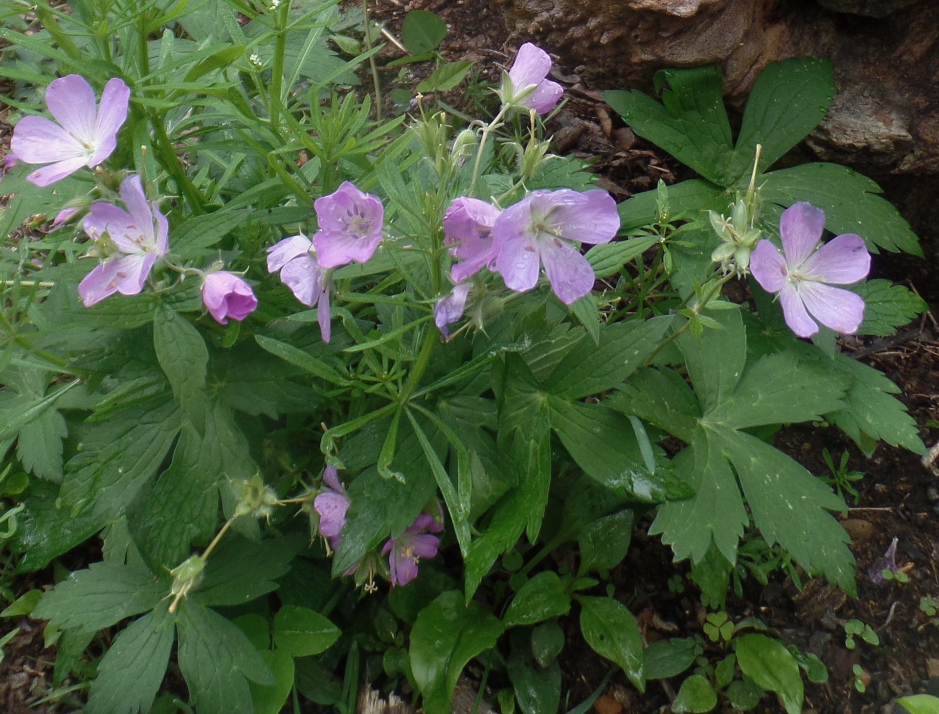 A plant with purple flowers and green leaves