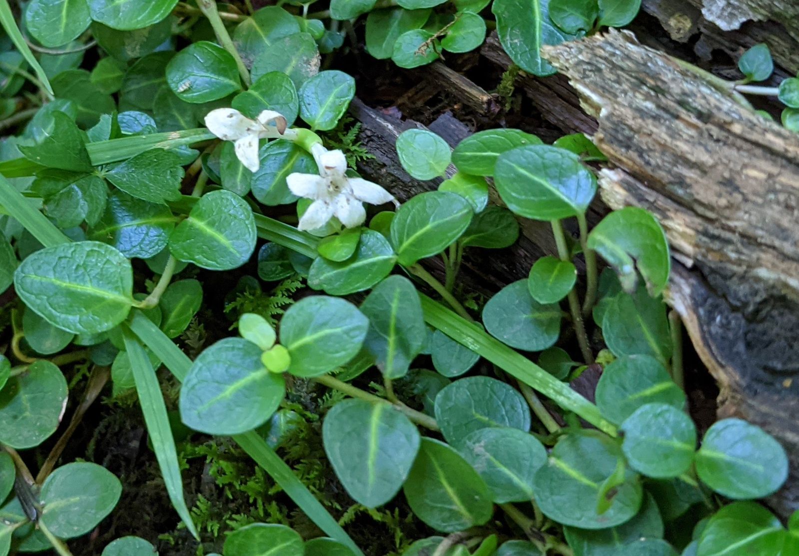 A close up of a plant with white flowers and green leaves