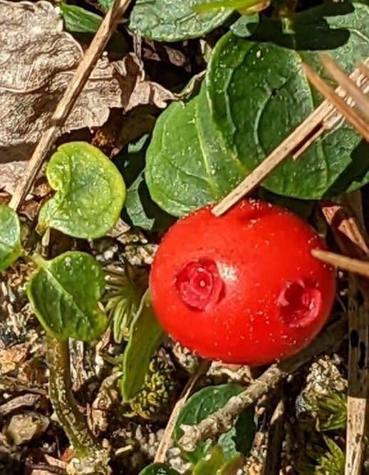 A red tomato is growing on a plant with green leaves.