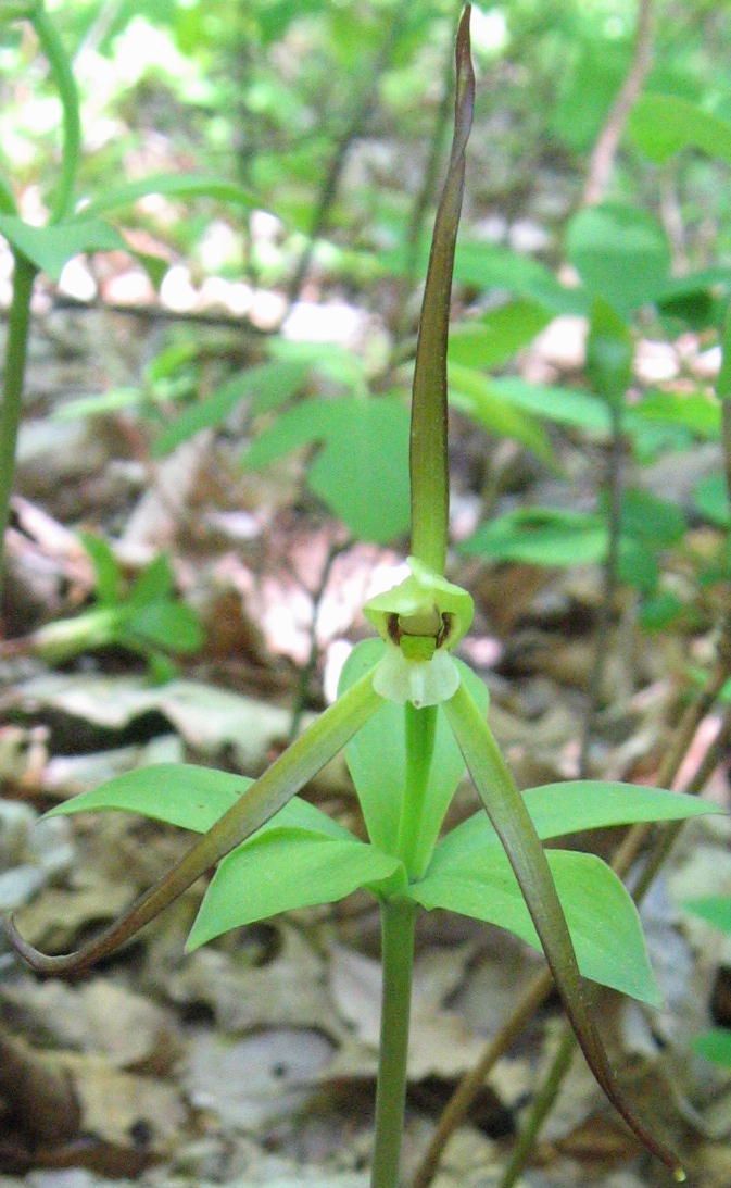 A small green flower with a white center is growing in the woods.