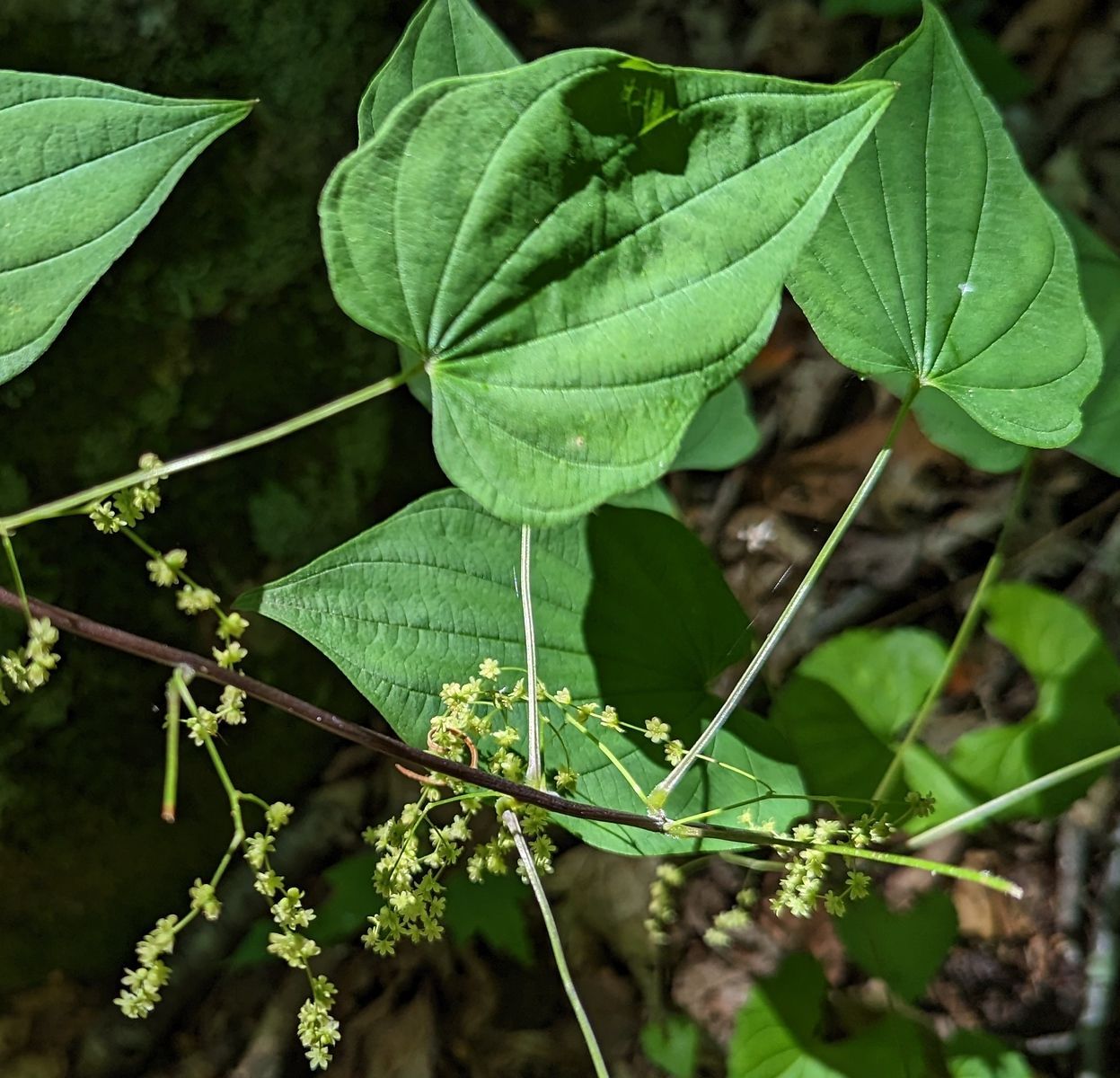 A close up of a plant with green leaves and yellow flowers