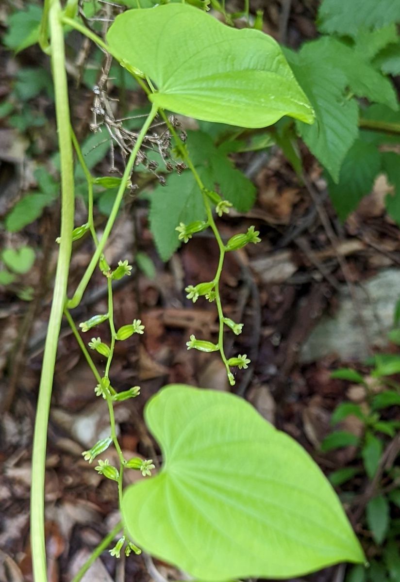 A close up of a green leaf on a plant.