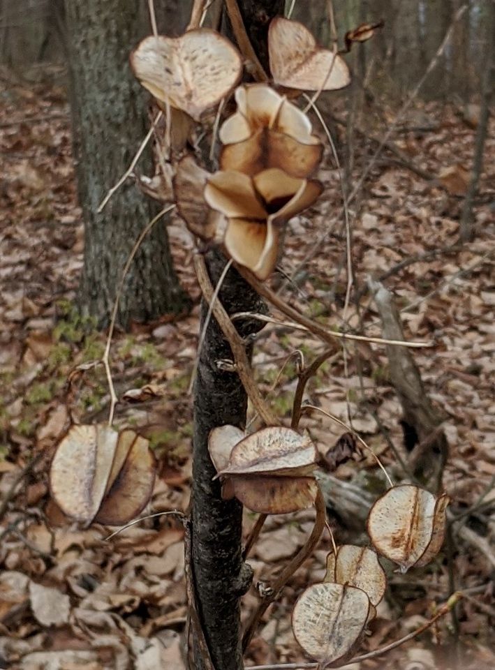 A tree with flowers hanging from it in the woods.