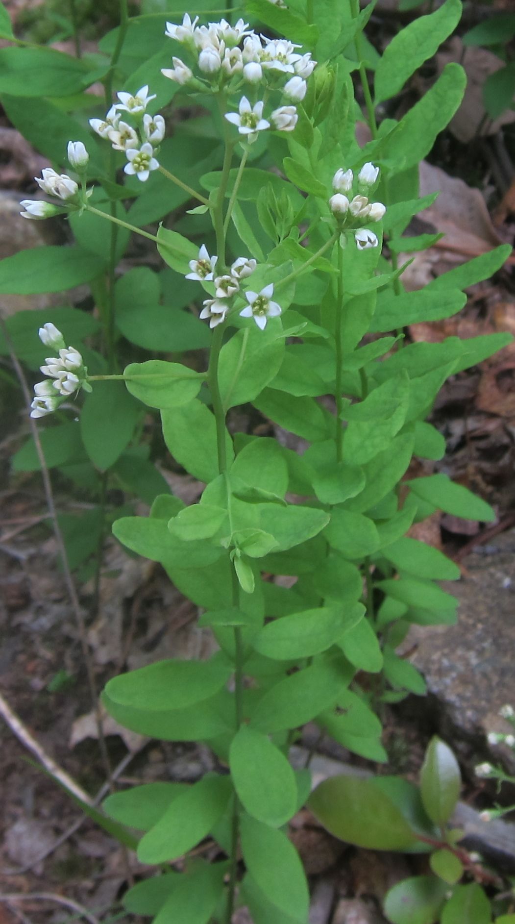A plant with white flowers and green leaves is growing in the dirt.