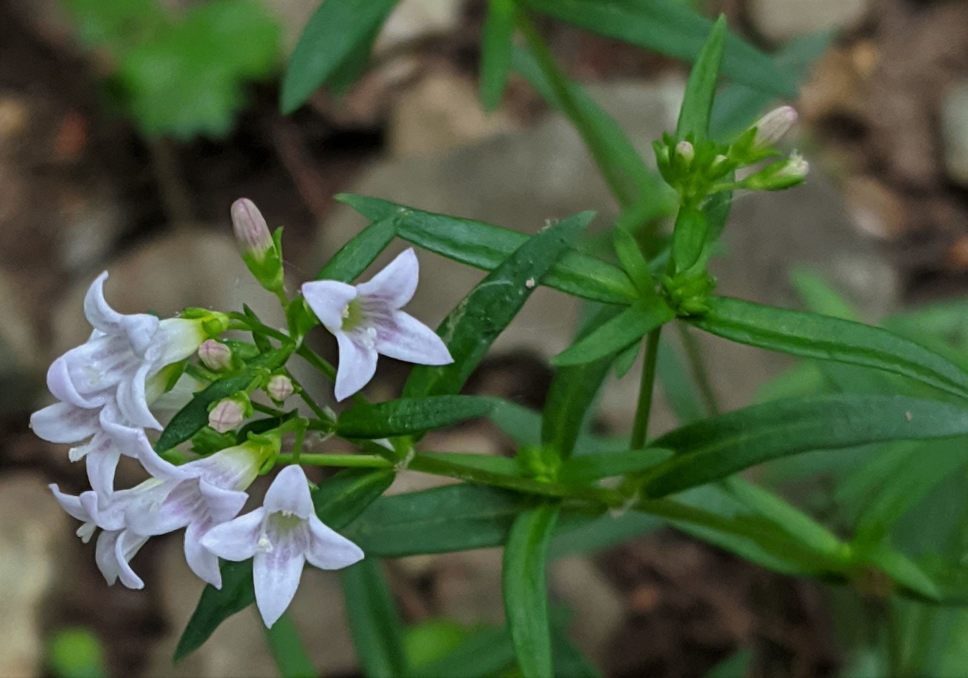 A close up of a plant with purple flowers and green leaves.