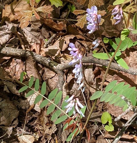 A plant with purple flowers and green leaves