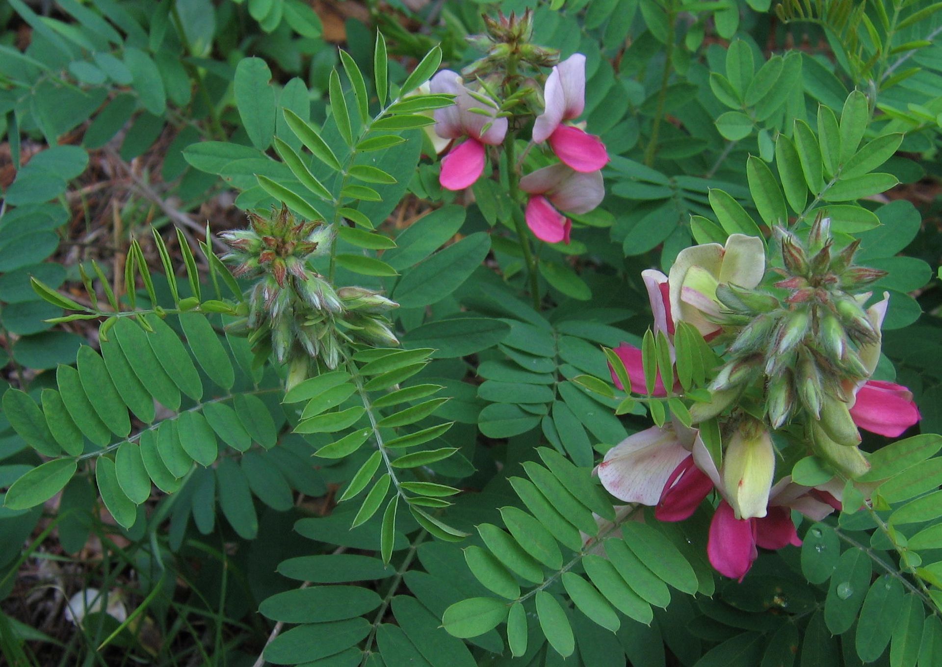 A close up of a plant with pink flowers and green leaves.