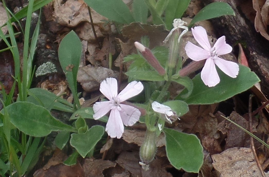 Three small pink flowers are growing on a plant with green leaves.