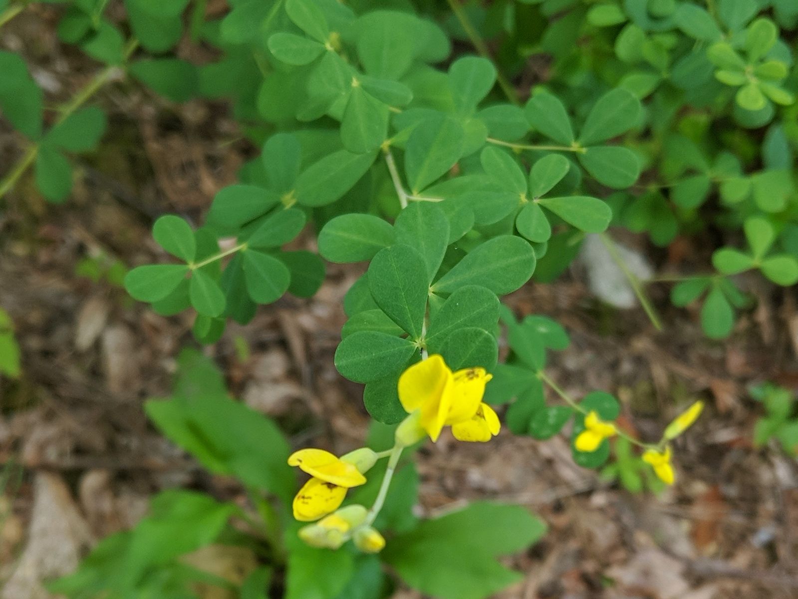 A close up of a plant with yellow flowers and green leaves.