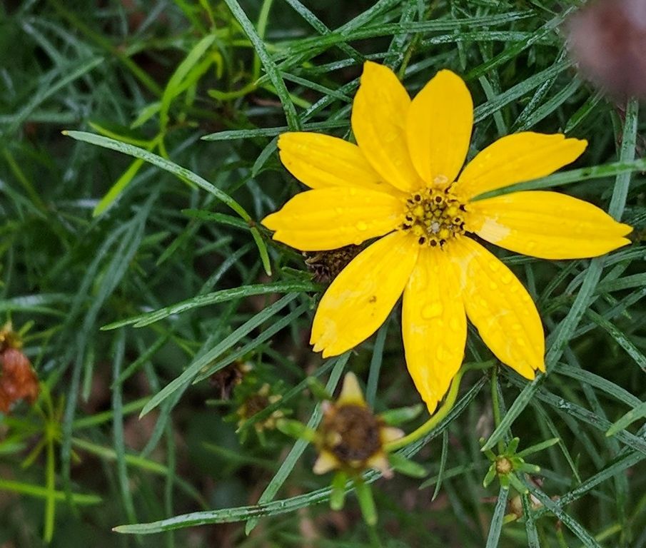A close up of a yellow flower with green leaves