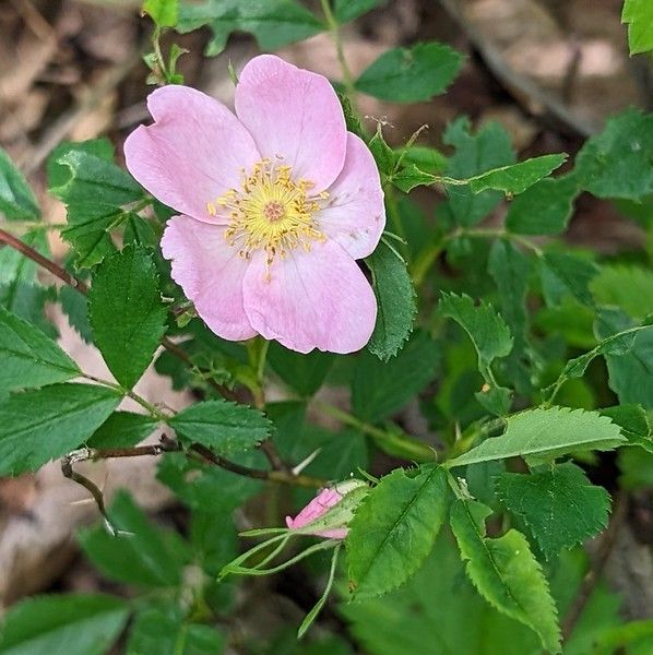 A pink flower with a yellow center is surrounded by green leaves.