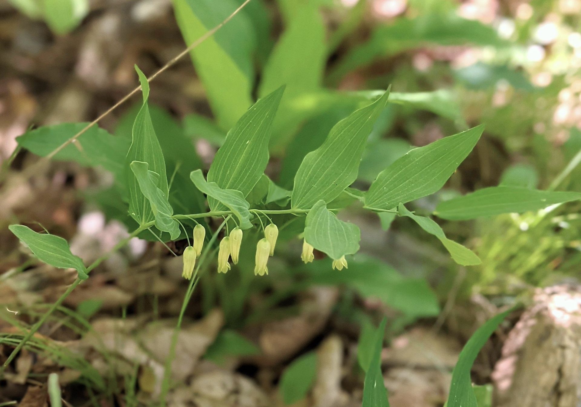 A close up of a plant with green leaves and yellow flowers