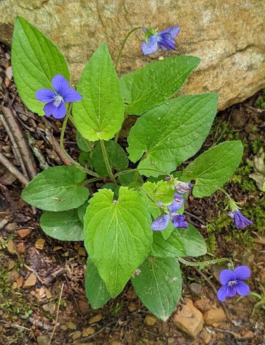 A small plant with purple flowers and green leaves is growing in the dirt.