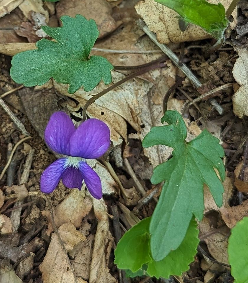 A purple flower is surrounded by green leaves on the ground