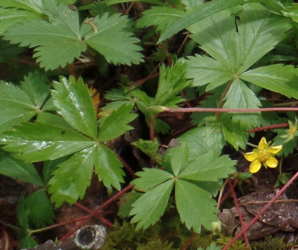 A plant with green leaves and a yellow flower