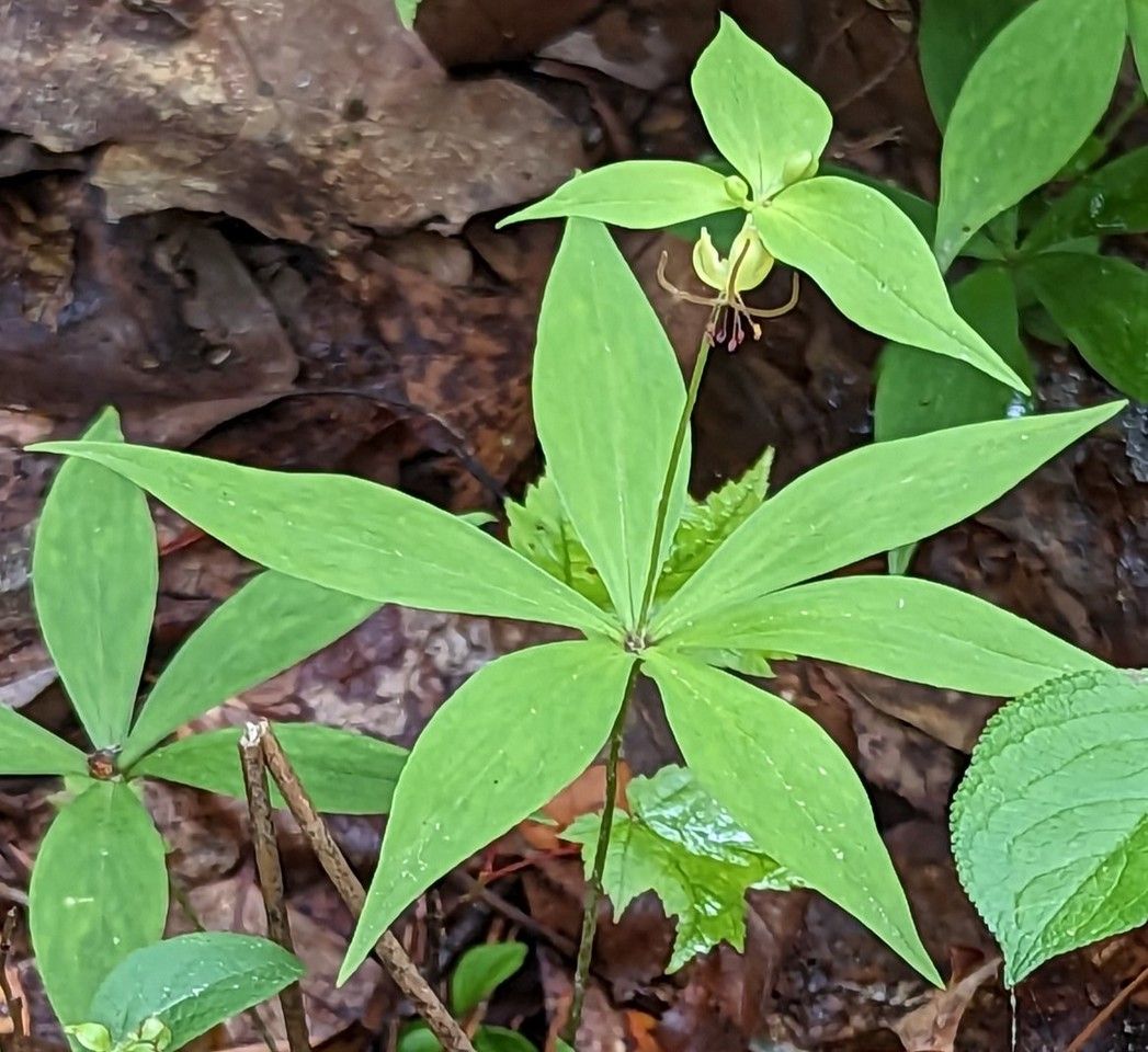 A close up of a green plant with a flower in the background