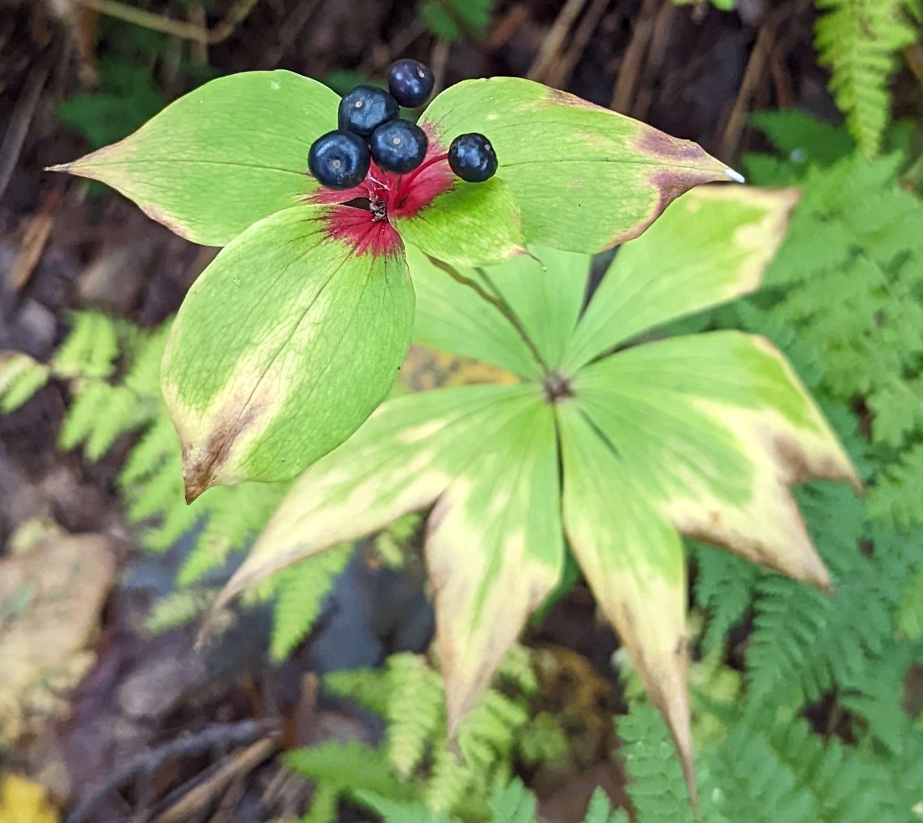 A close up of a plant with berries on it