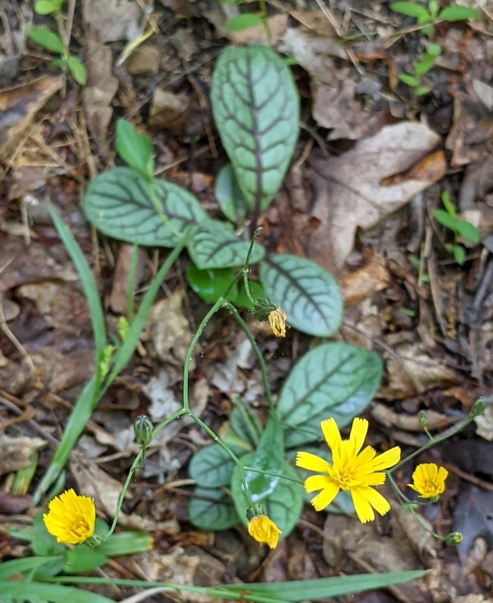 A plant with yellow flowers and green leaves