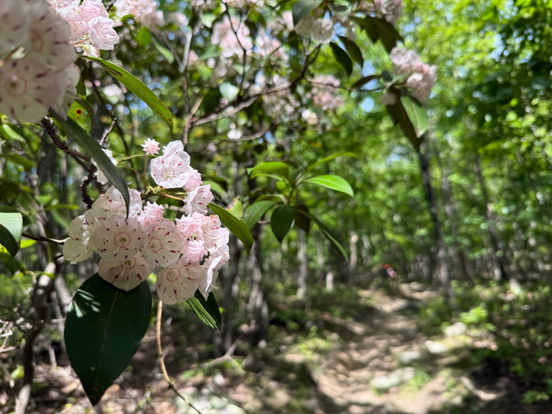 A close up of a flower on a tree branch in the woods.