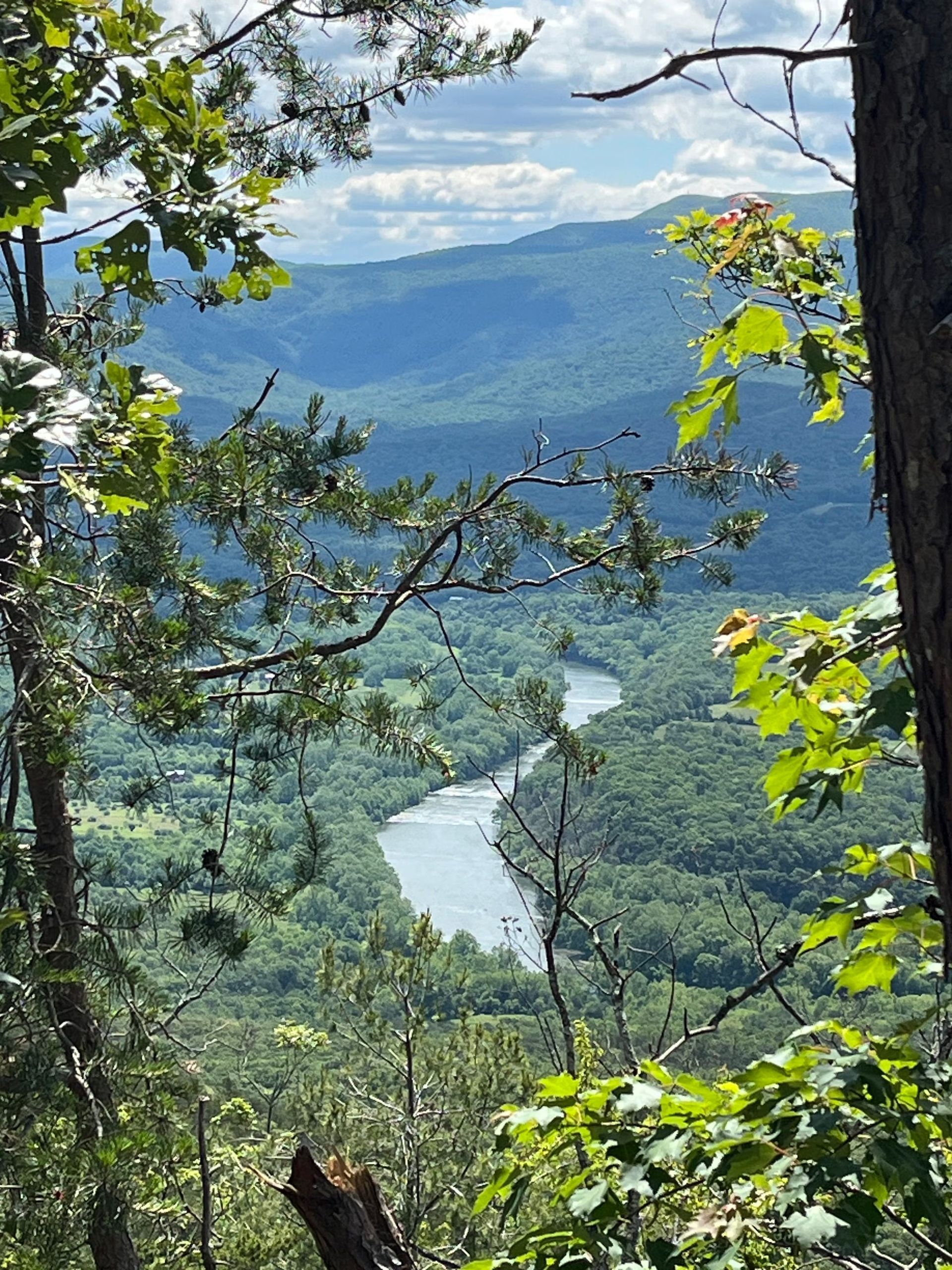 A river flowing through a lush green forest with mountains in the background
