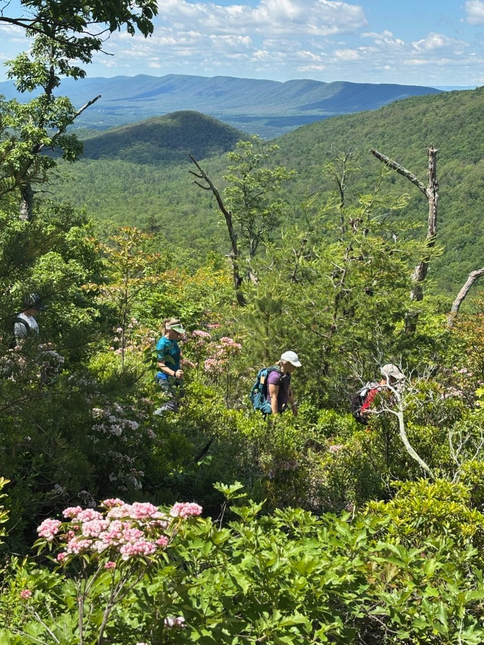 A group of people are hiking through a forest with mountains in the background.