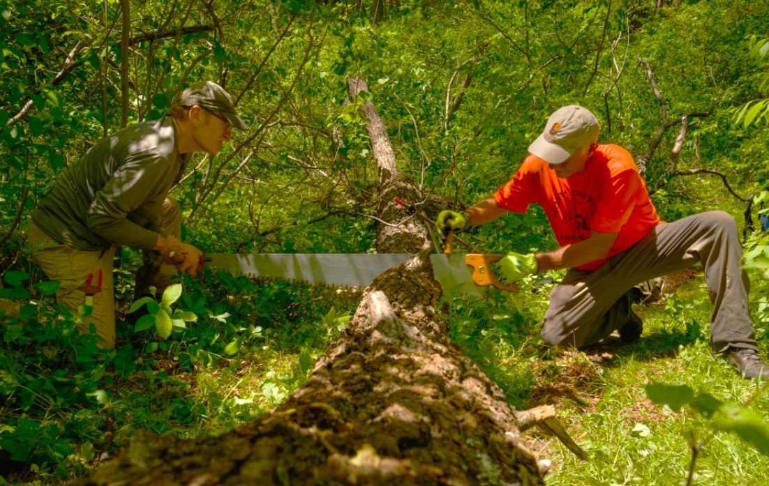 Two men are cutting a tree with a saw in the woods.