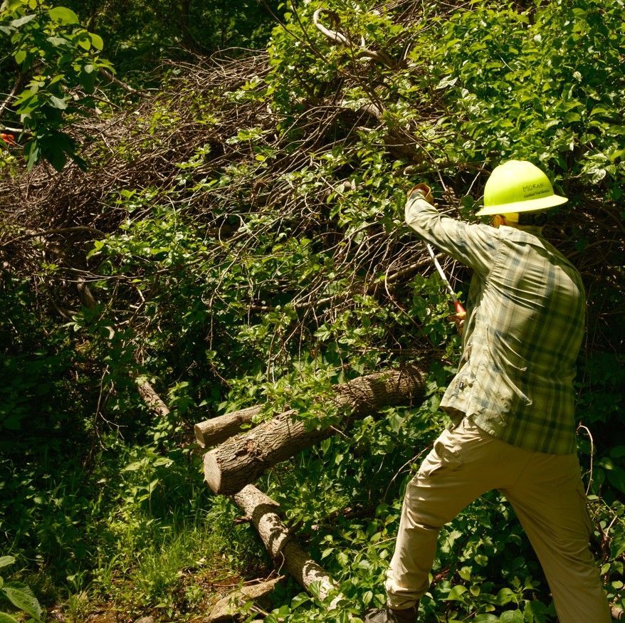 A man wearing a yellow hard hat is standing in the woods