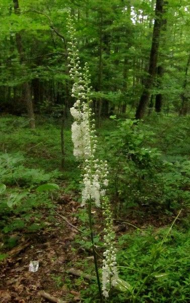 A white flower is growing in the middle of a forest.