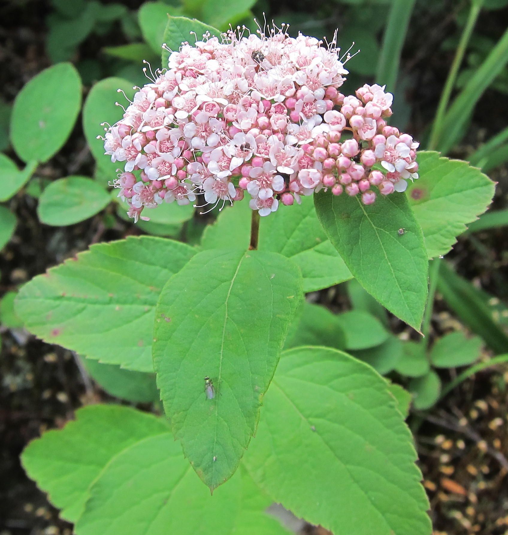 A plant with pink flowers and green leaves