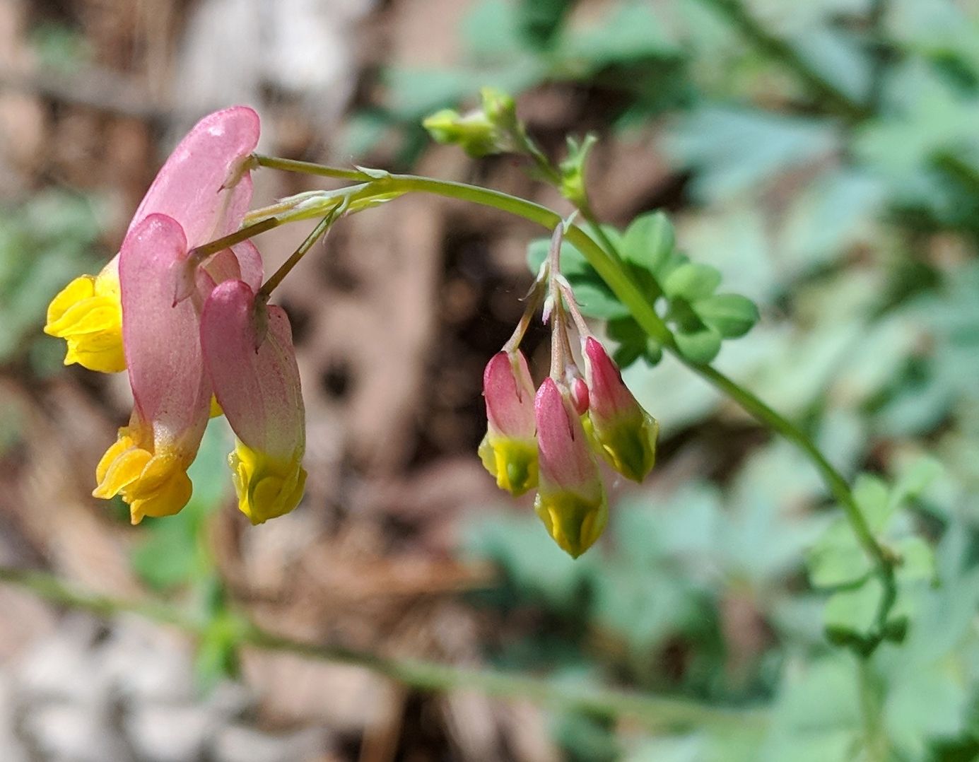 A close up of a pink and yellow flower on a plant.