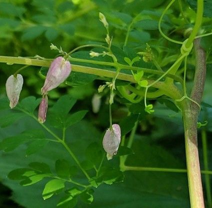 A plant with pink flowers and green leaves