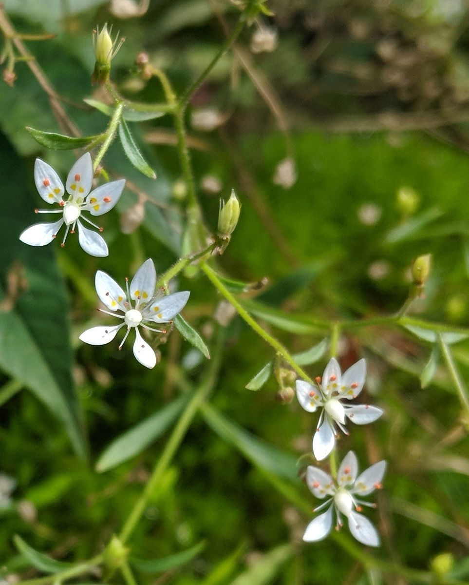 A close up of a plant with white flowers and green leaves