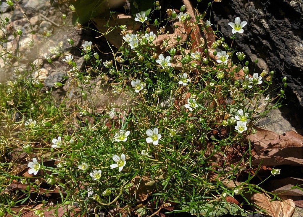 A bunch of small white flowers are growing on a rock.