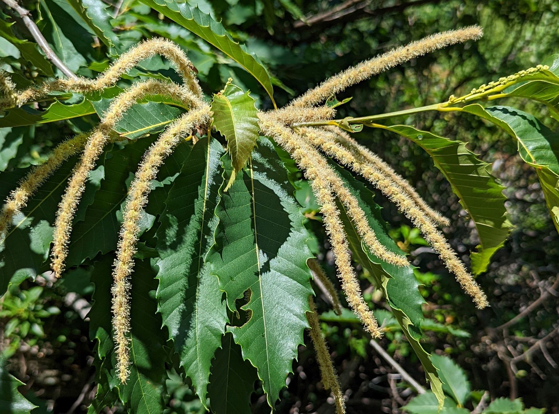 A close up of a tree branch with flowers and leaves