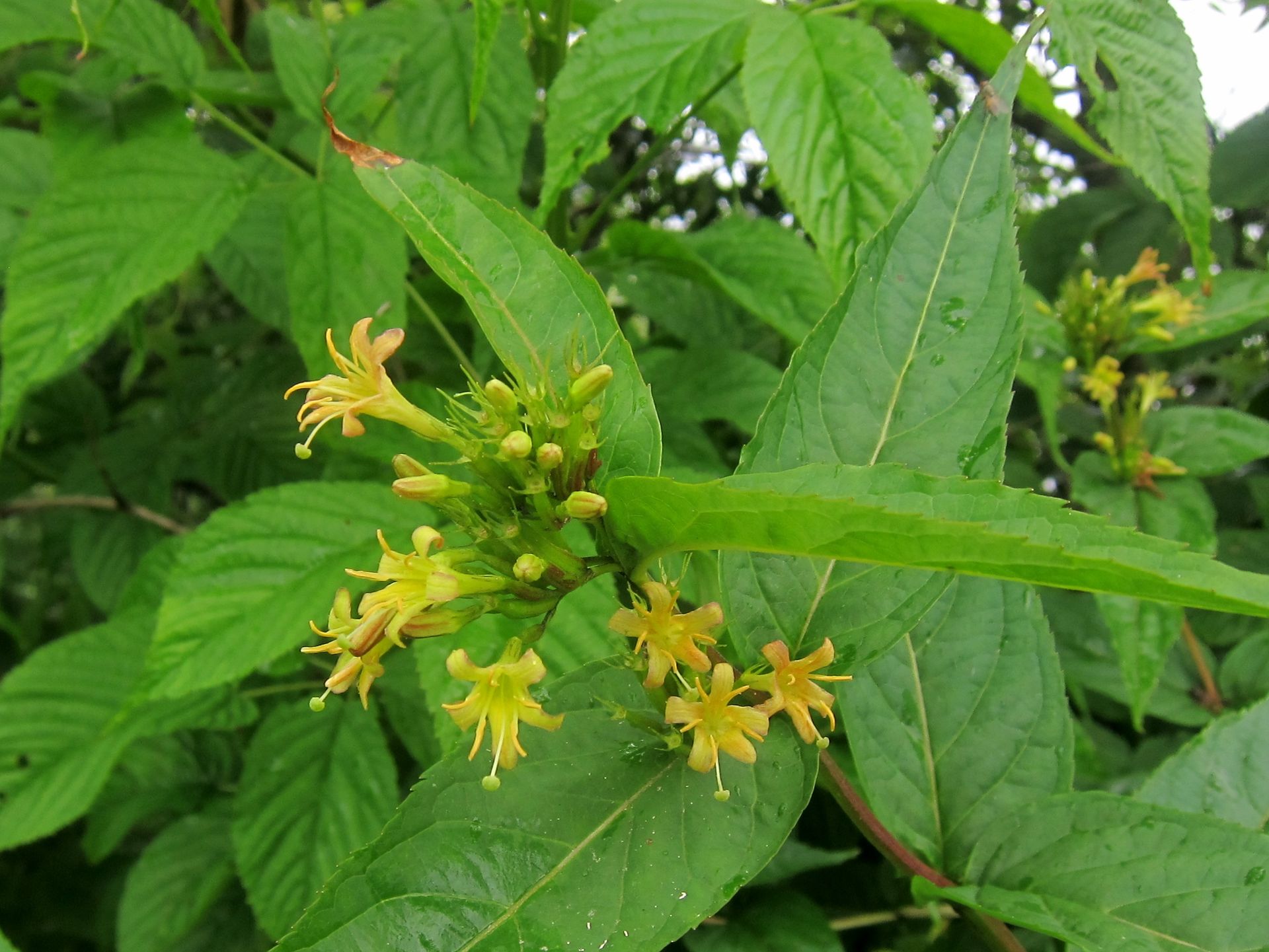 A close up of a plant with yellow flowers and green leaves.
