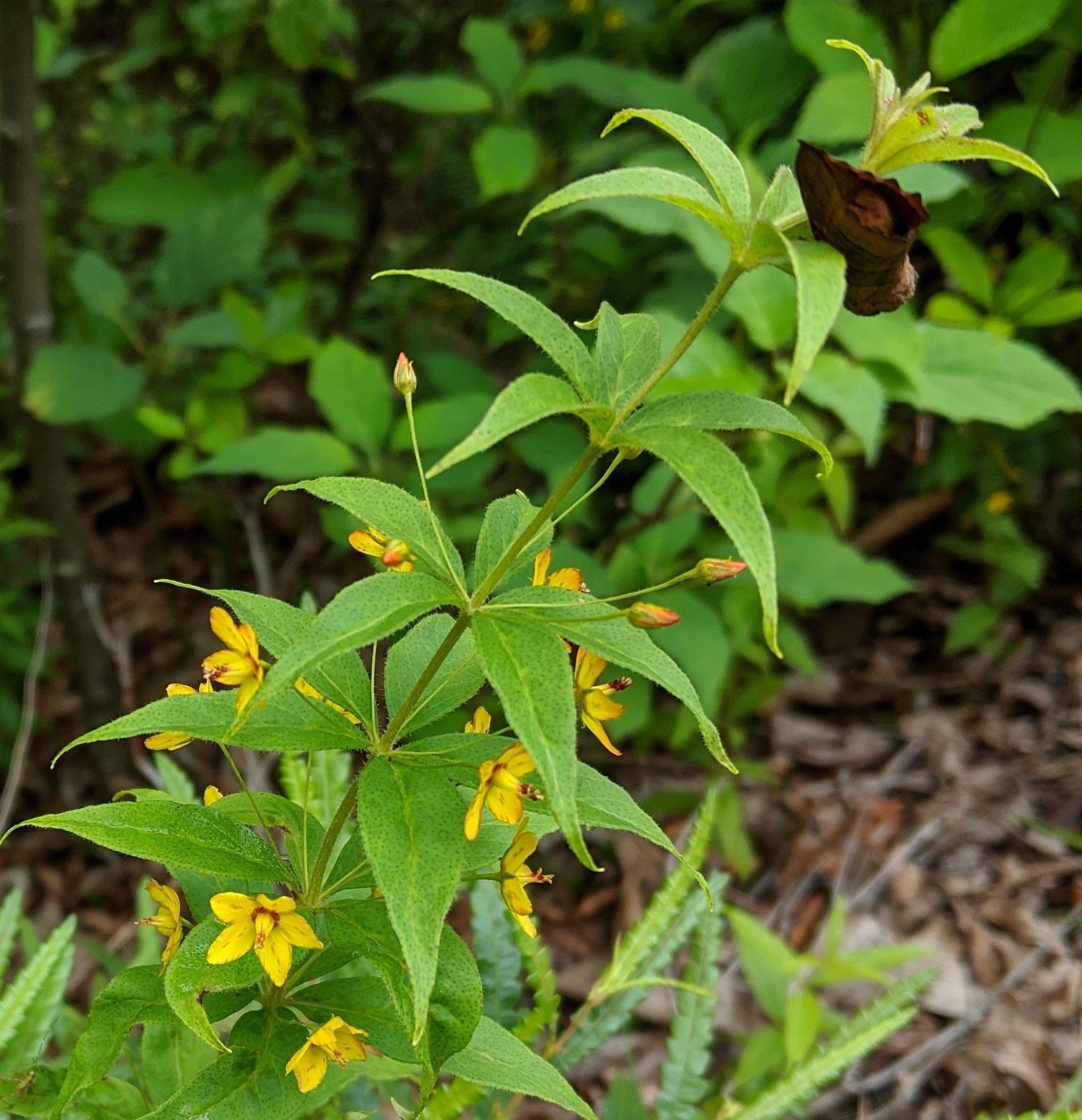 A plant with yellow flowers and green leaves