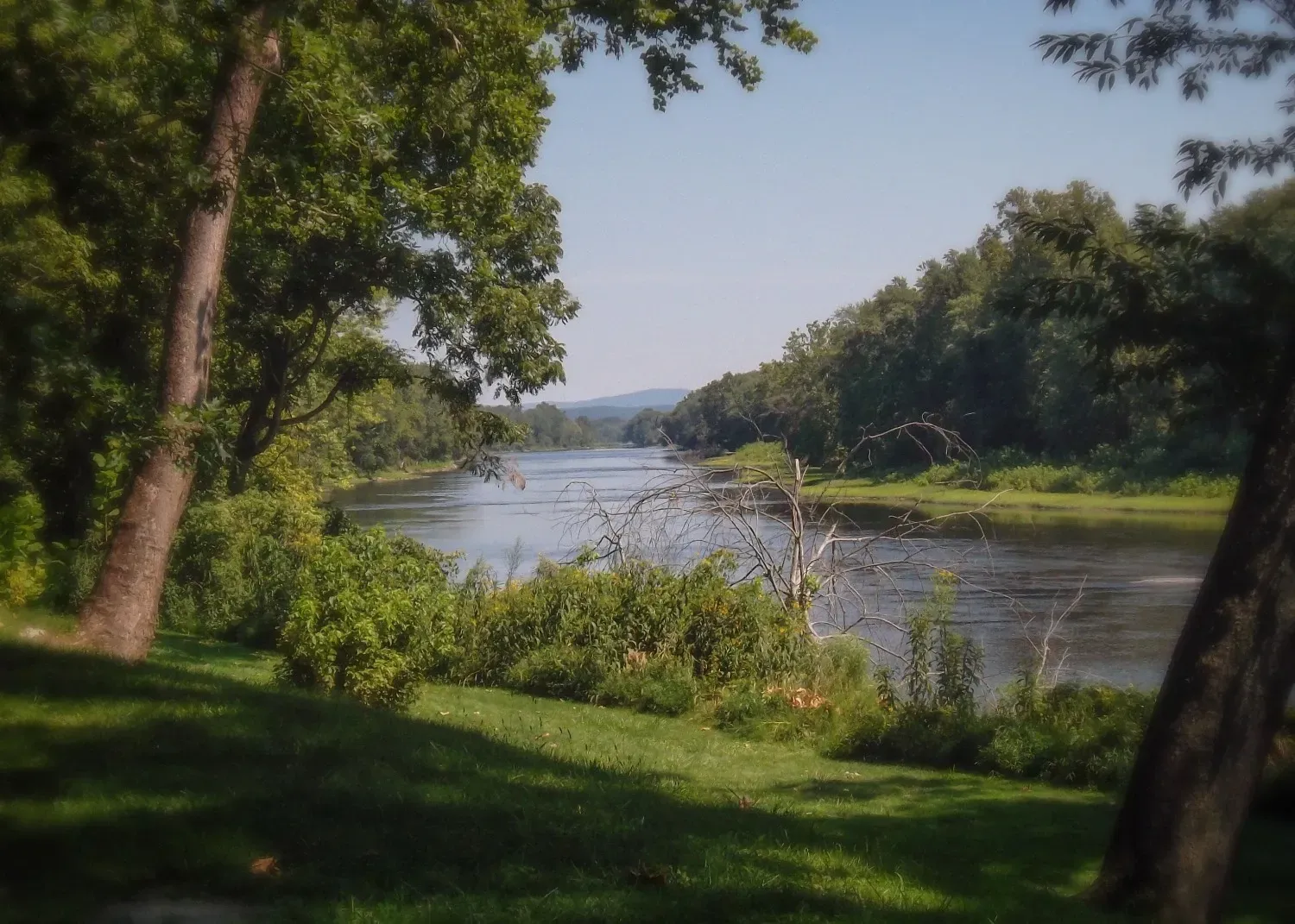 A river surrounded by trees and grass on a sunny day