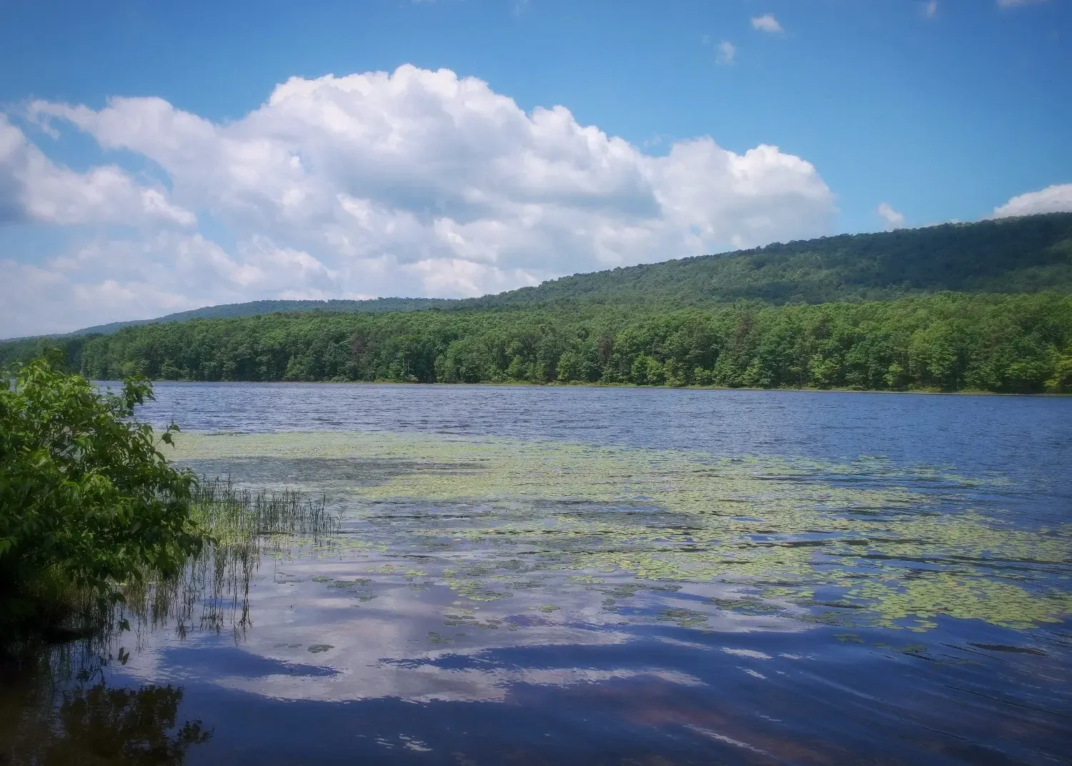 A large body of water surrounded by trees on a sunny day.