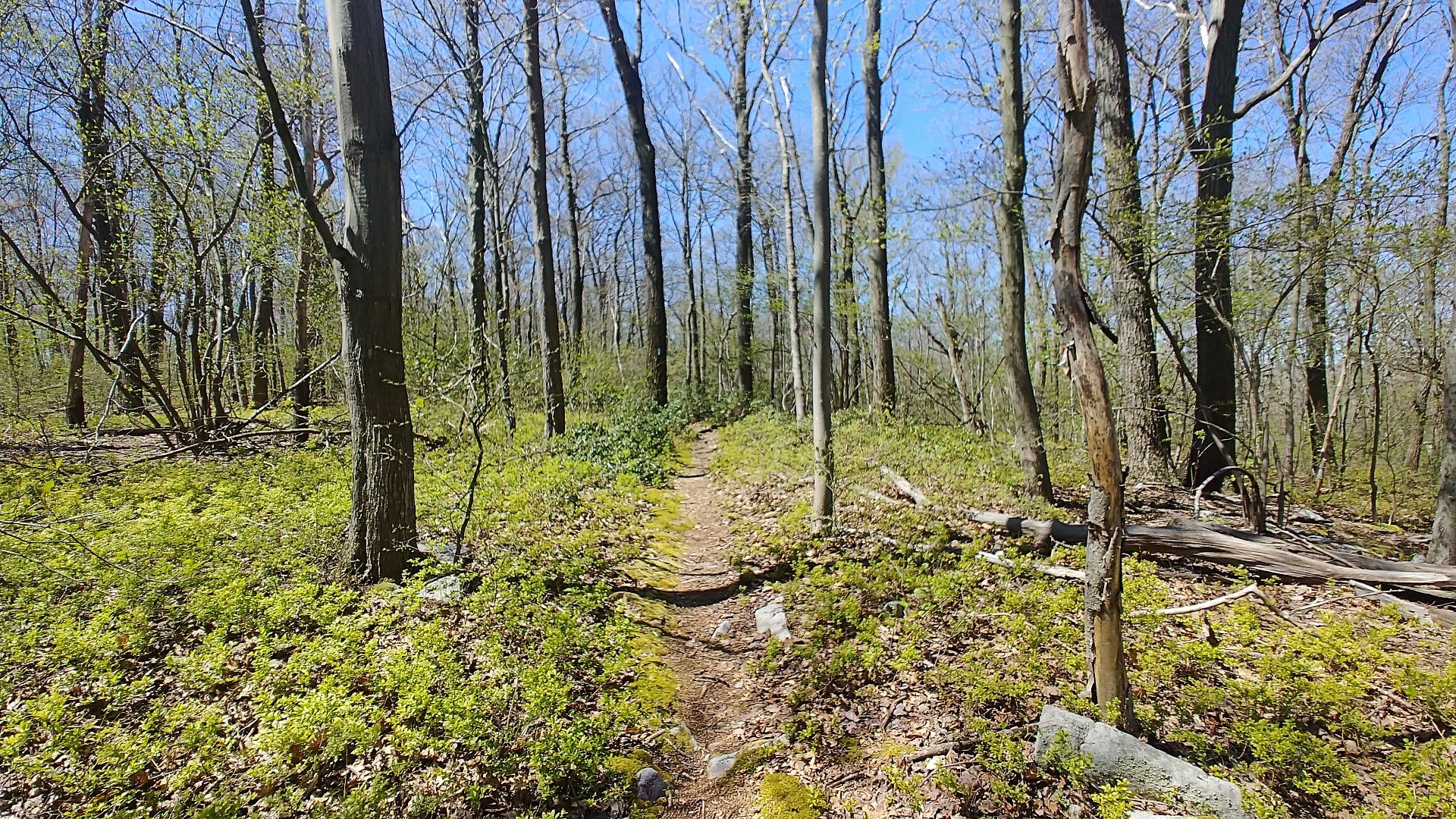 A dirt path in the middle of a forest surrounded by trees.