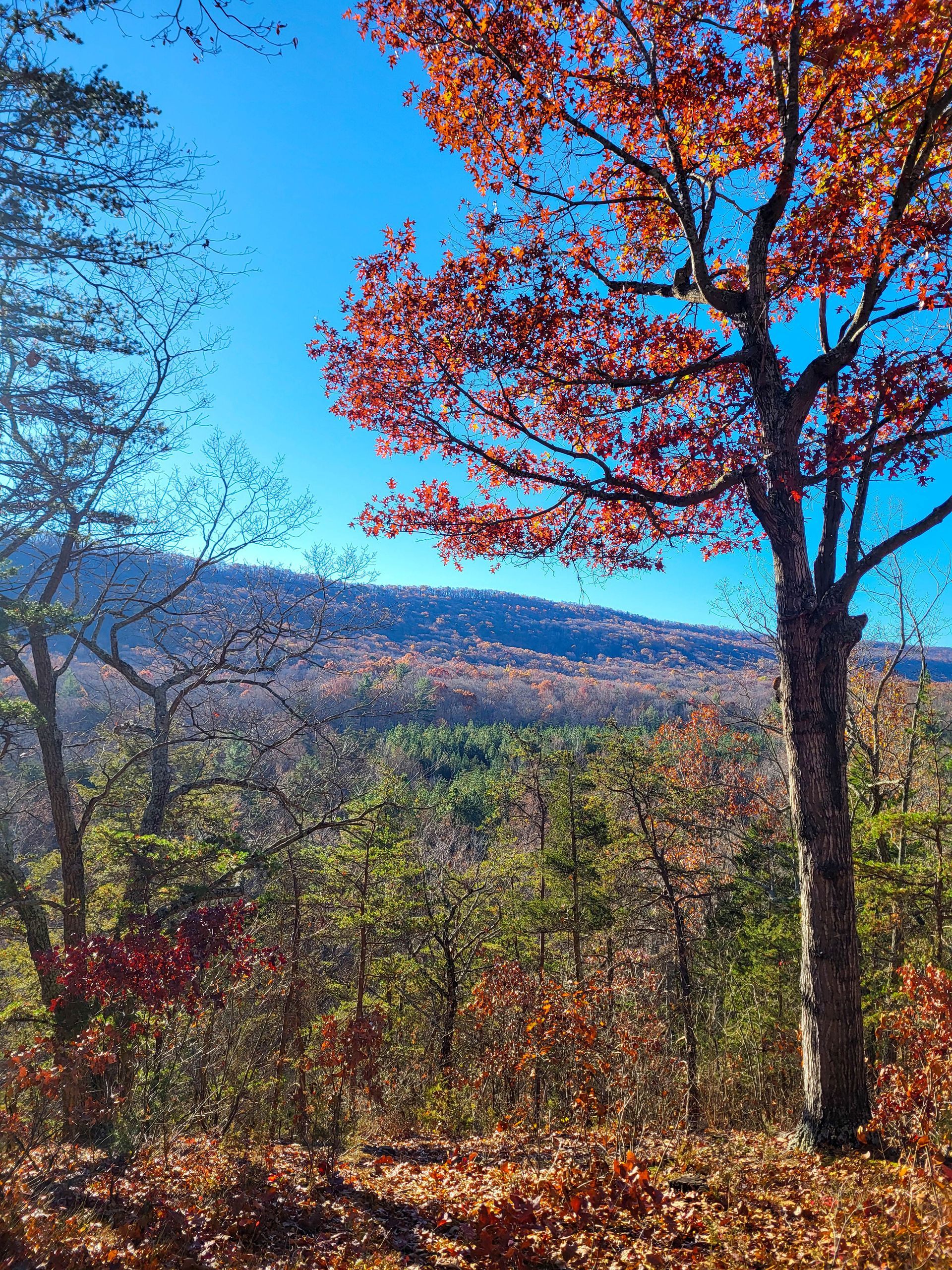 A tree with red leaves is in the middle of a forest with mountains in the background.