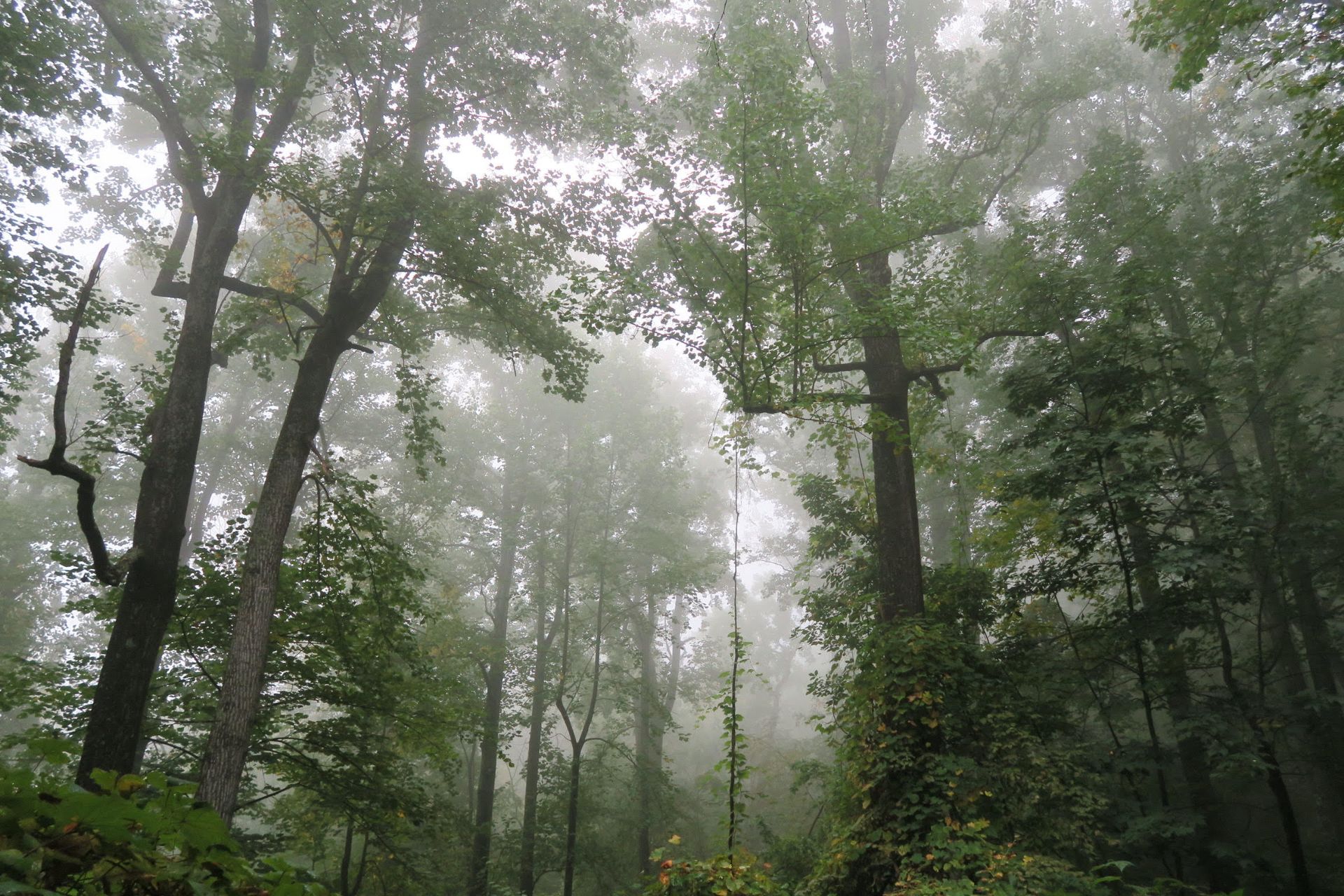 A foggy forest with lots of trees and leaves