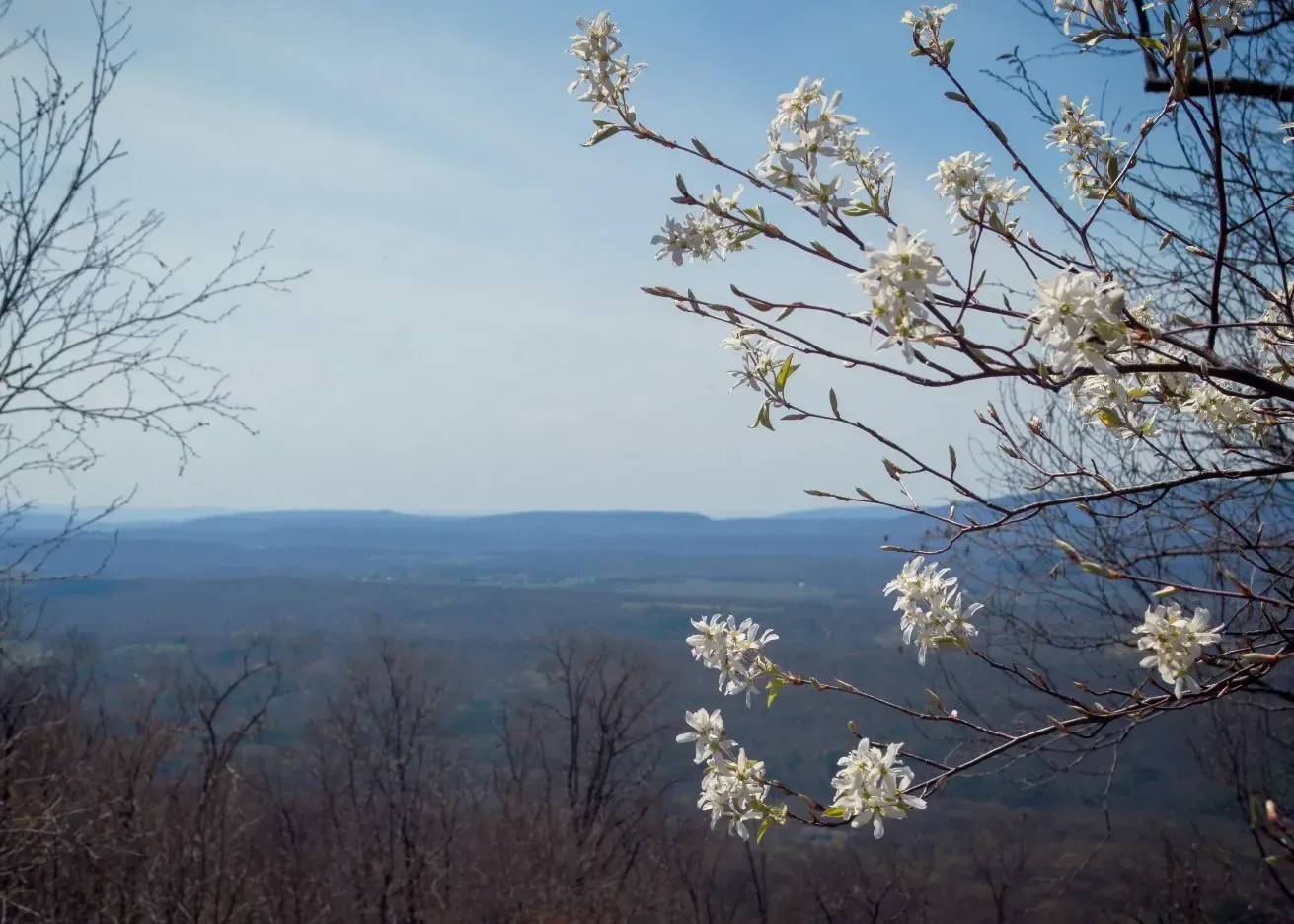 A tree with white flowers against a blue sky with mountains in the background