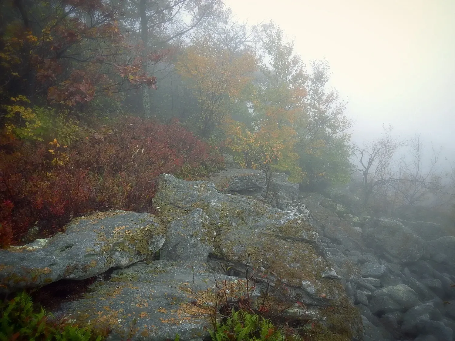 A rocky cliff surrounded by trees and bushes on a foggy day.