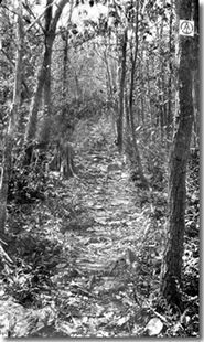 A black and white photo of a path in the woods