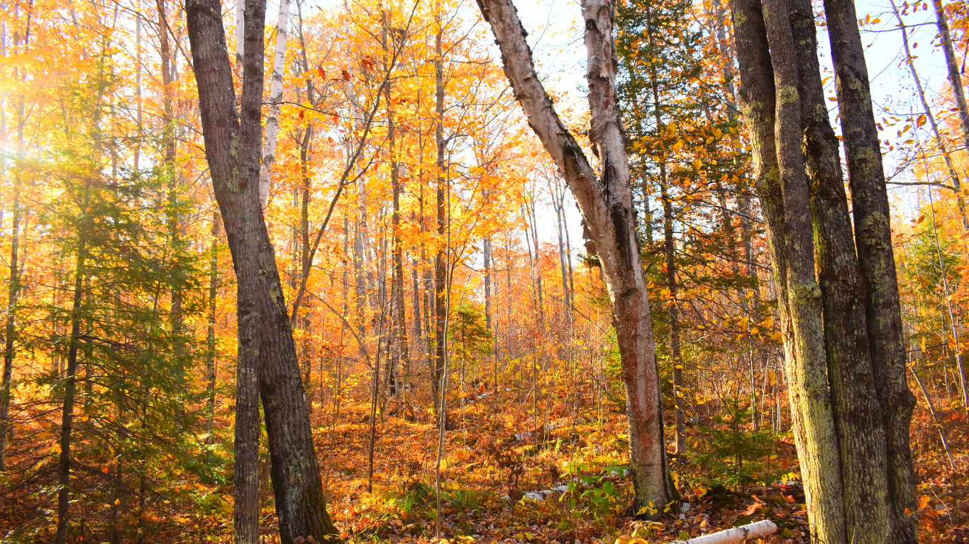 A wooden bench in the middle of a forest with trees covered in yellow leaves.